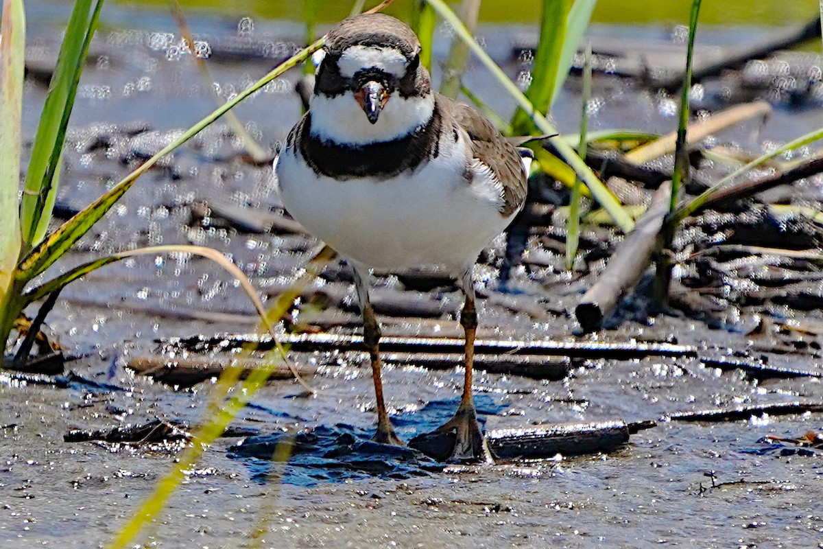 Semipalmated Plover - ML618868222