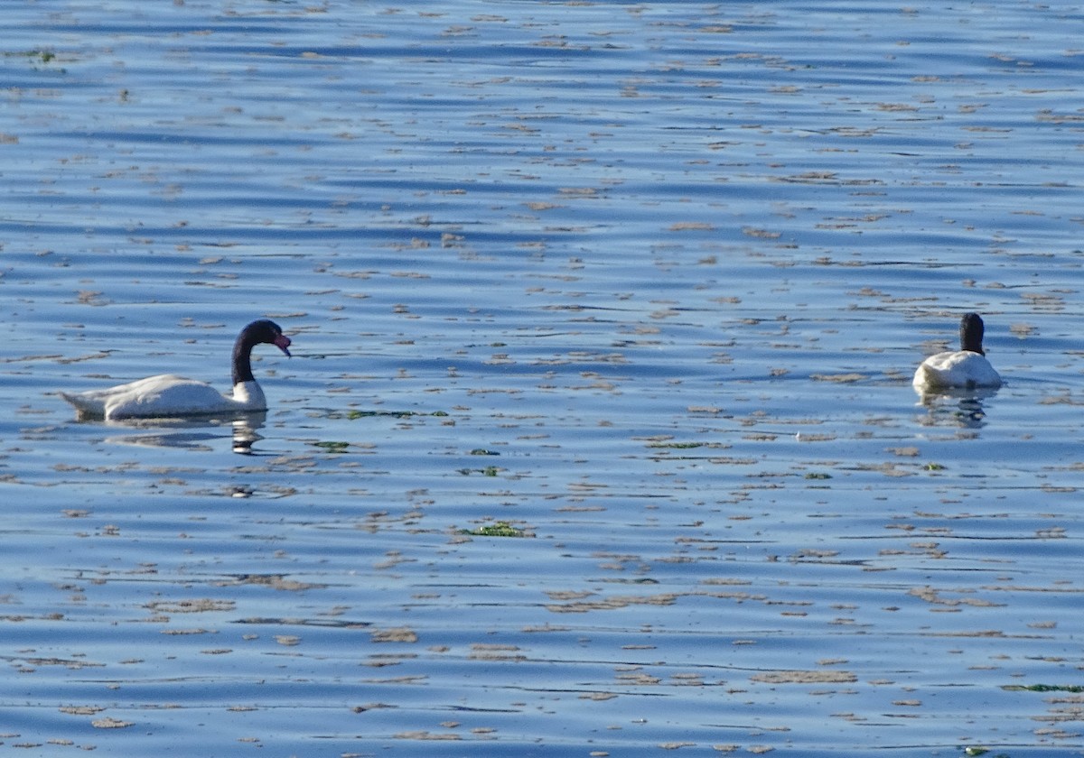 Black-necked Swan - ML618868231