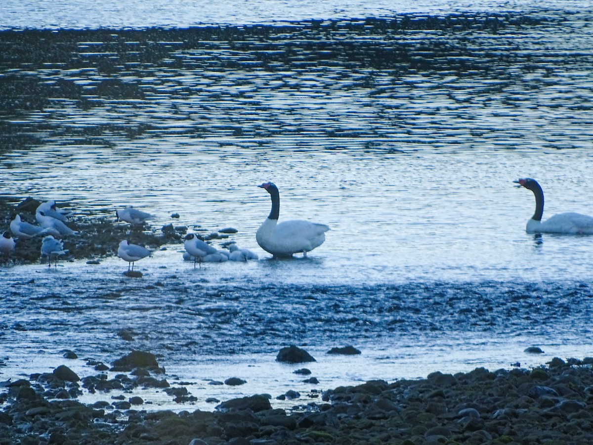 Black-necked Swan - ML618868233