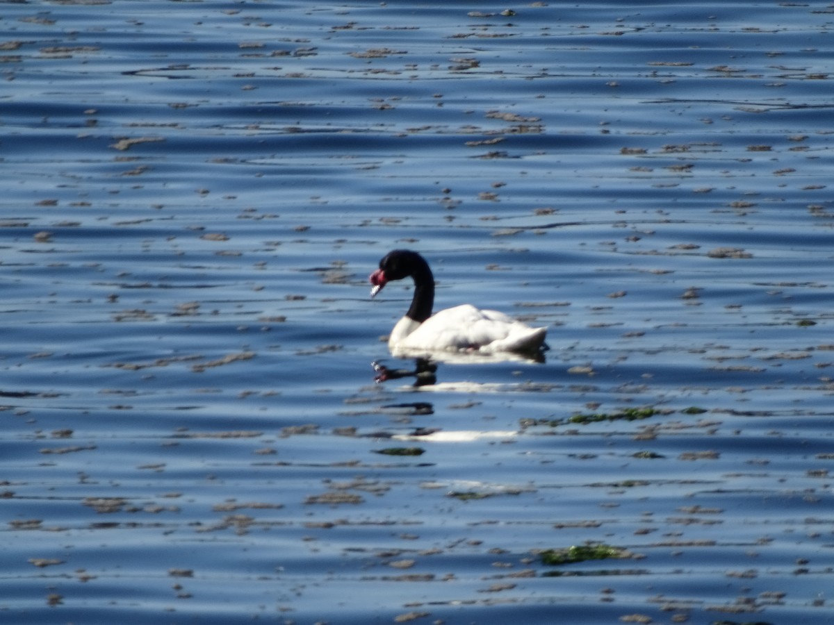 Black-necked Swan - Rebel Warren and David Parsons