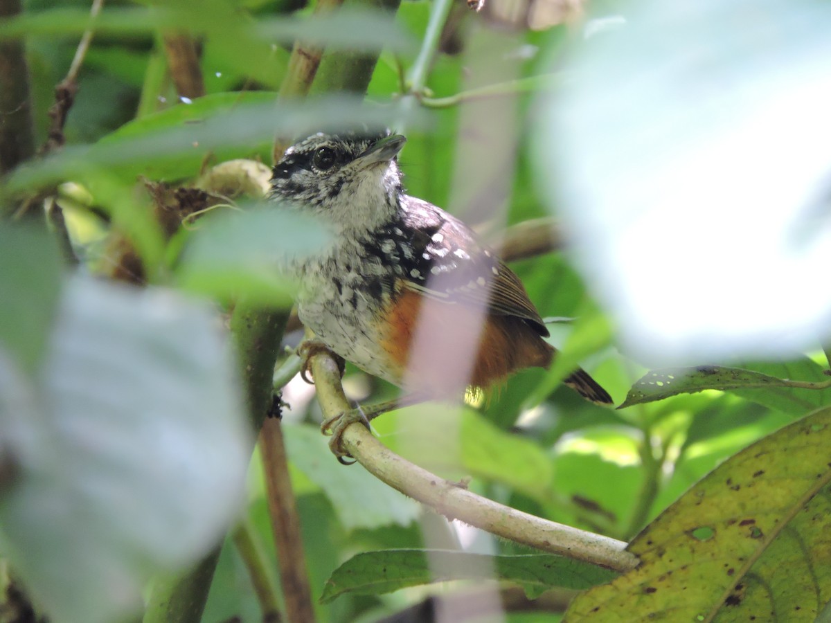 Peruvian Warbling-Antbird - ML618868277