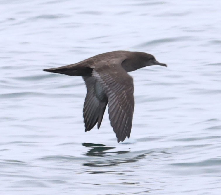 Sooty Shearwater - Diane Etchison