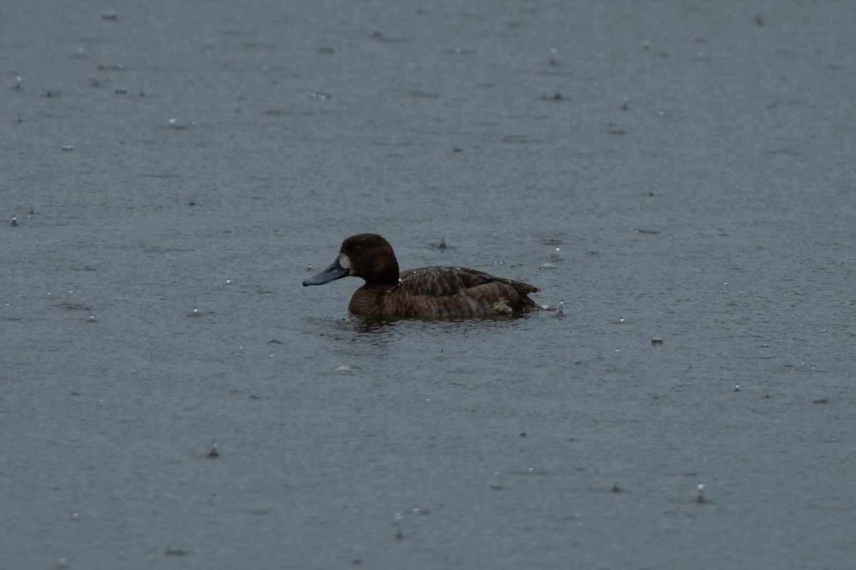 Greater Scaup - ML618868384