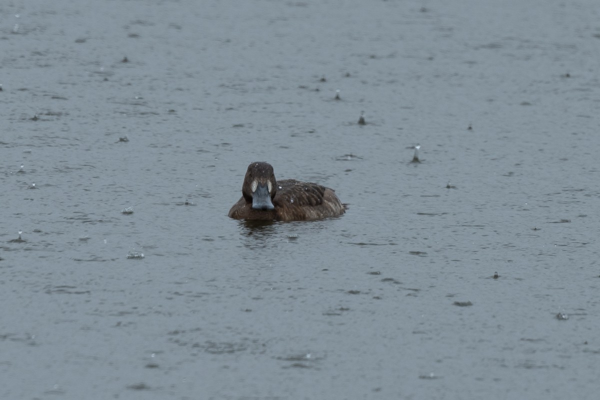 Greater Scaup - ML618868385