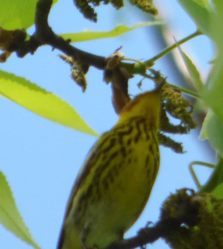 Cape May Warbler - ML618868400