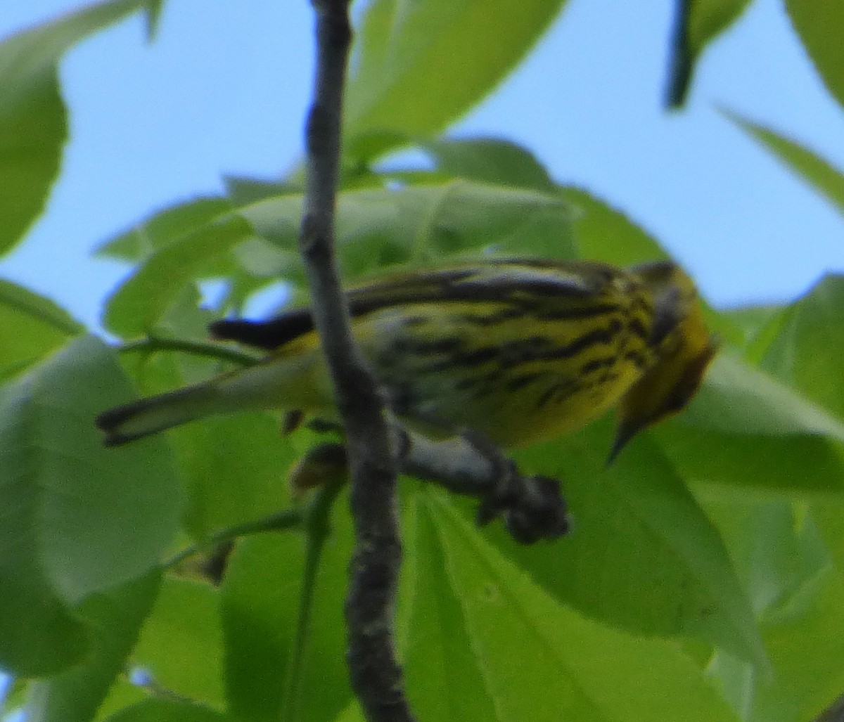 Cape May Warbler - ML618868401