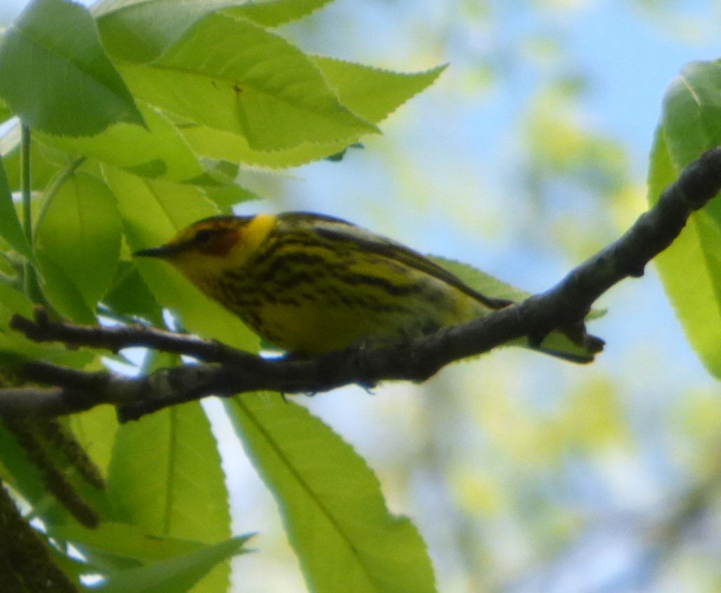 Cape May Warbler - ML618868403