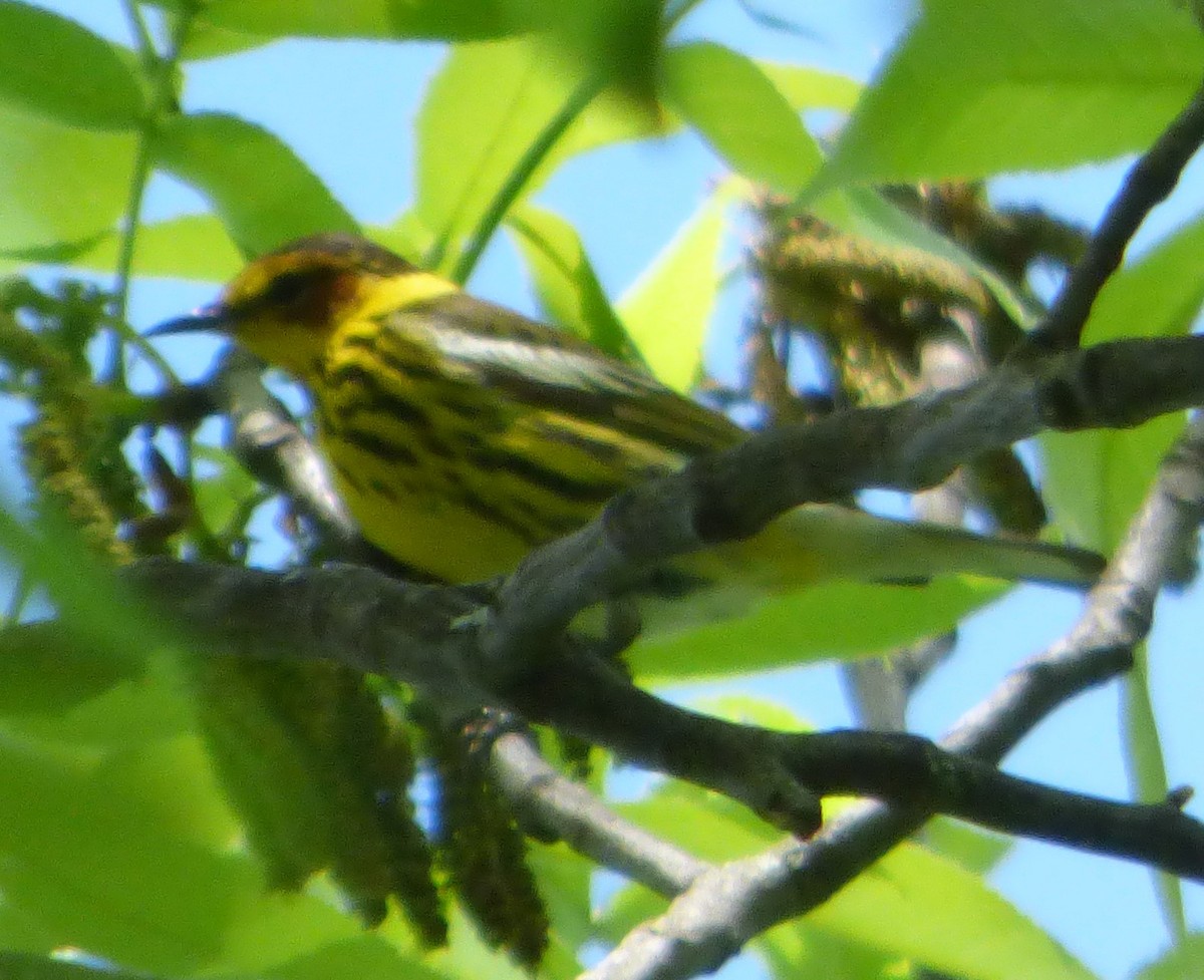 Cape May Warbler - ML618868404