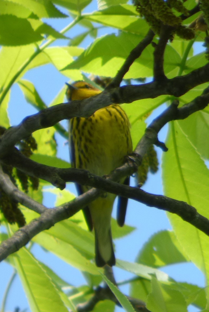 Cape May Warbler - ML618868405