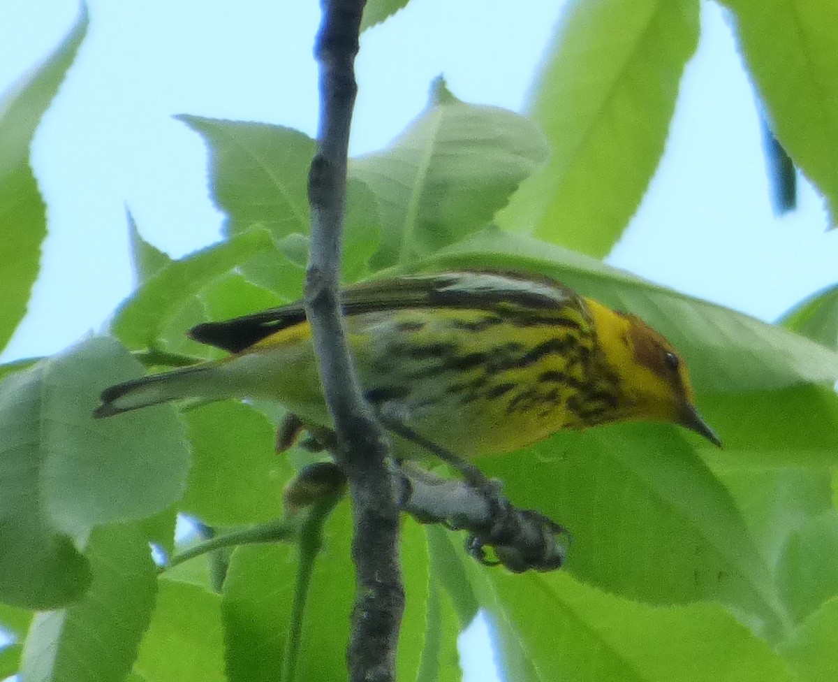 Cape May Warbler - ML618868406