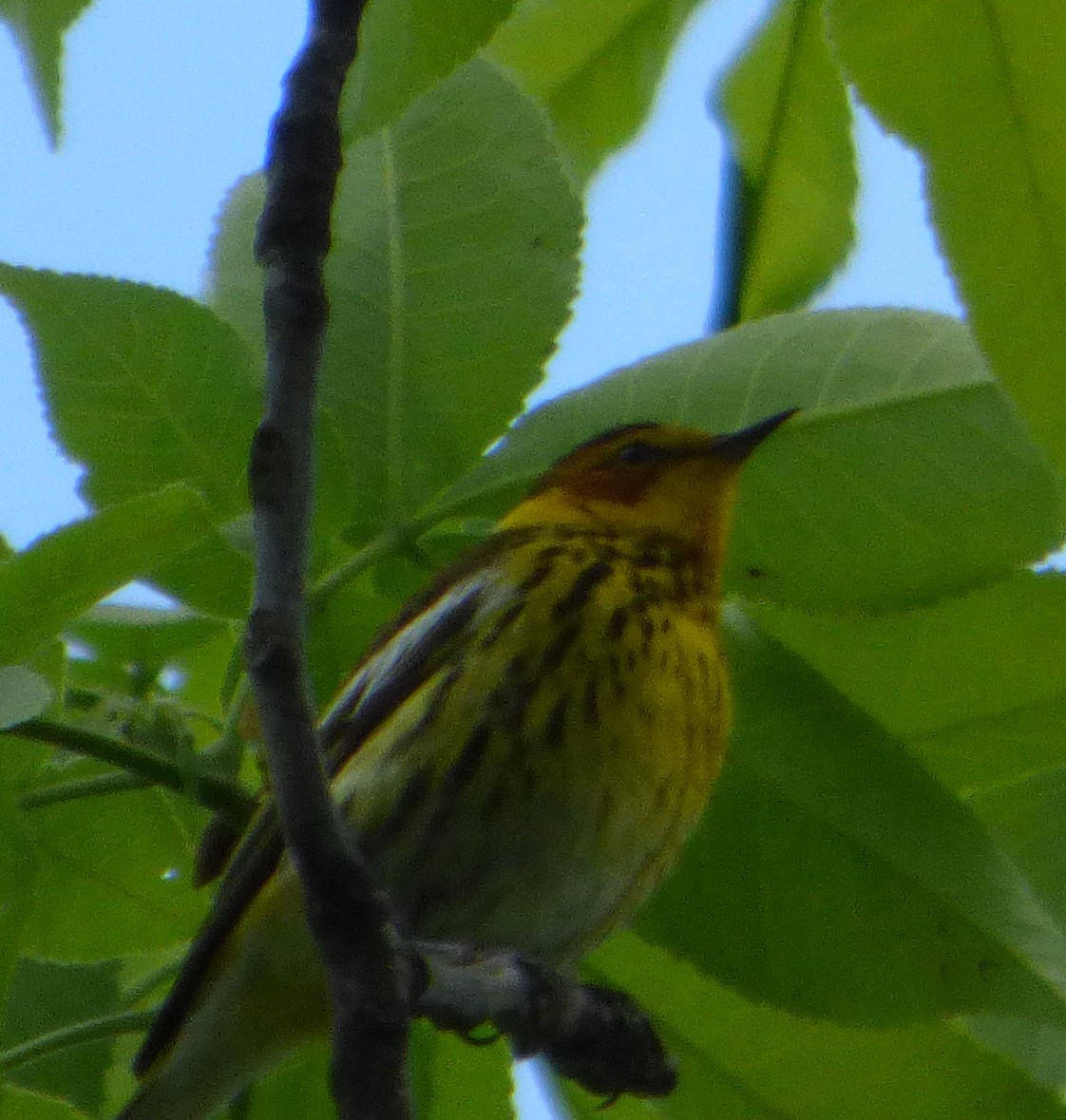 Cape May Warbler - ML618868407