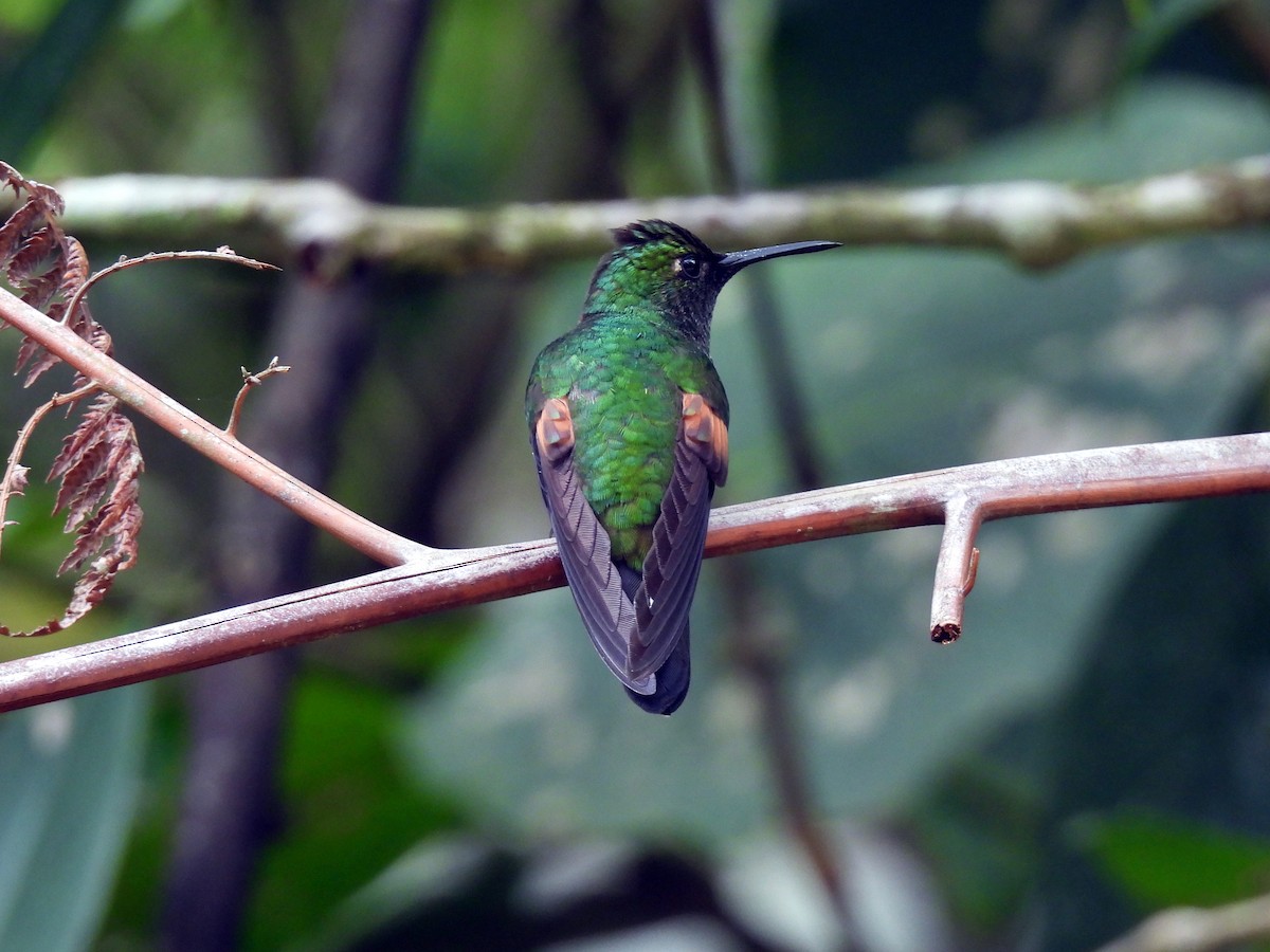 Stripe-tailed Hummingbird - Daniel Matamoros