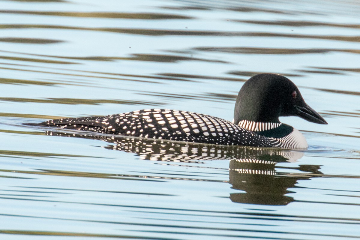 Common Loon - Barry Porter