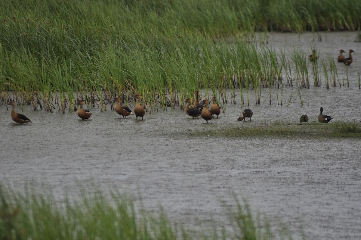 Fulvous Whistling-Duck - ML618868430
