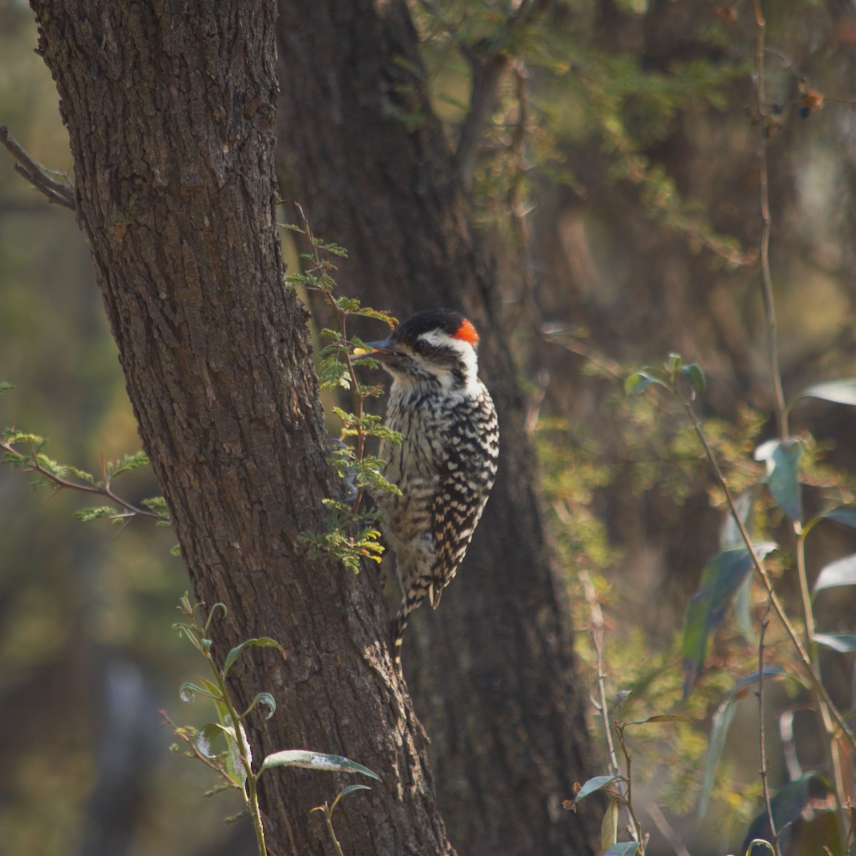 Striped Woodpecker - ML618868440