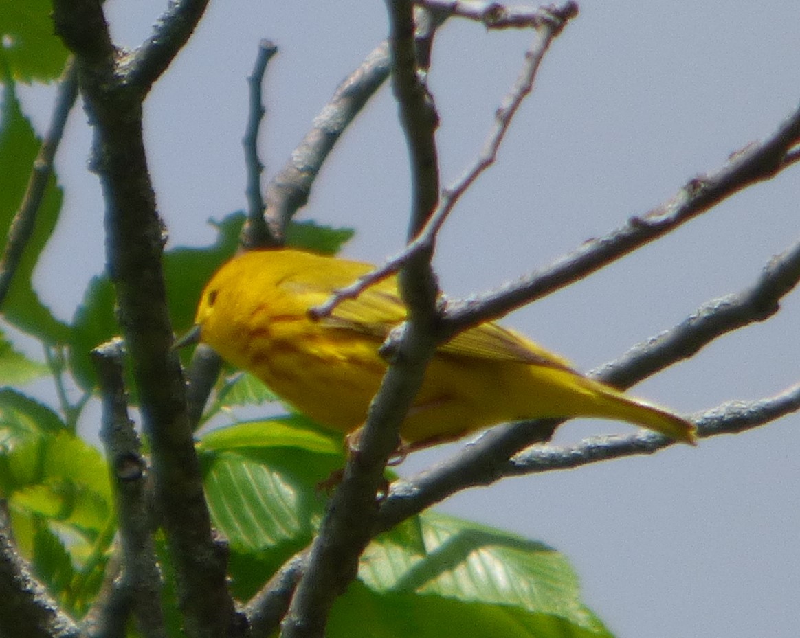 Yellow Warbler - ML618868461