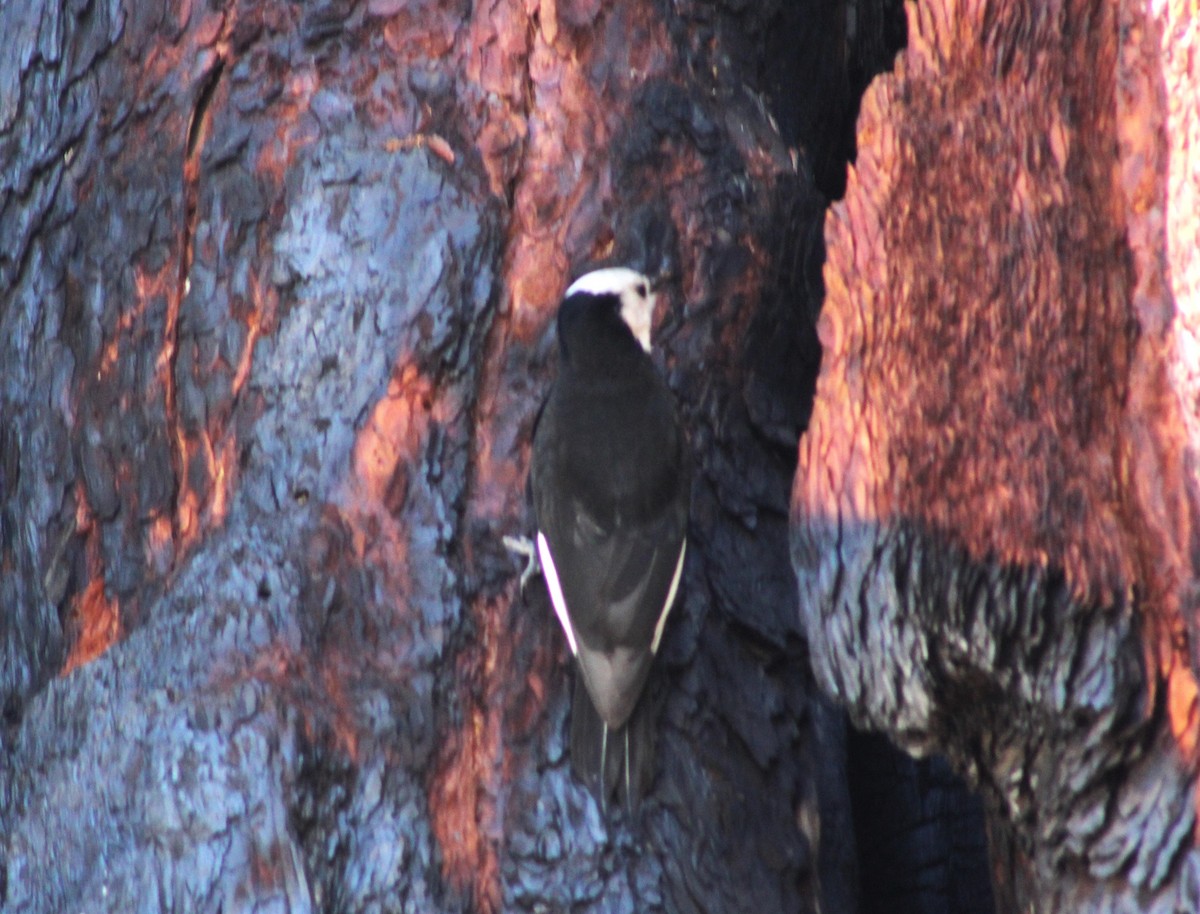 White-headed Woodpecker - ML618868491