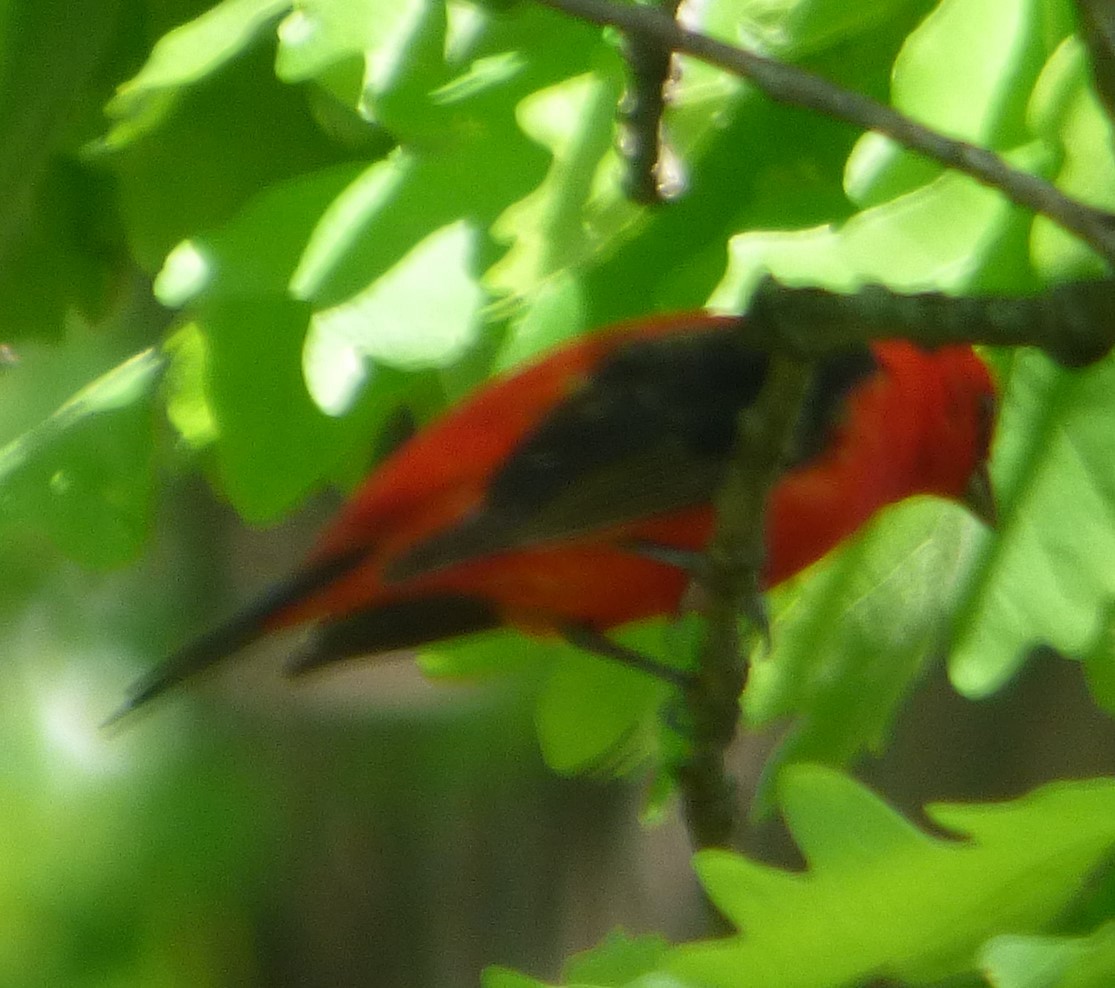 Scarlet Tanager - ML618868507