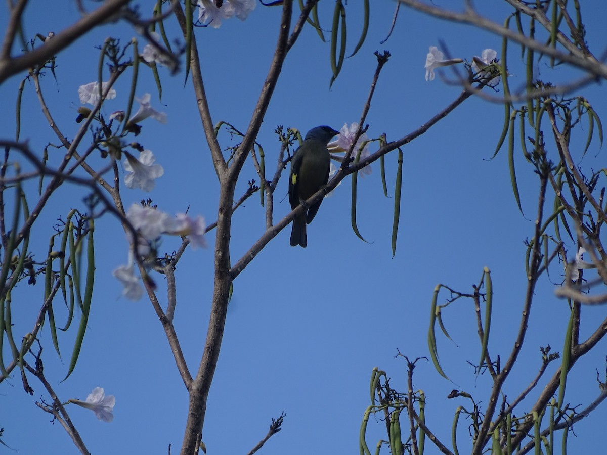 Yellow-winged Tanager - ML618868511
