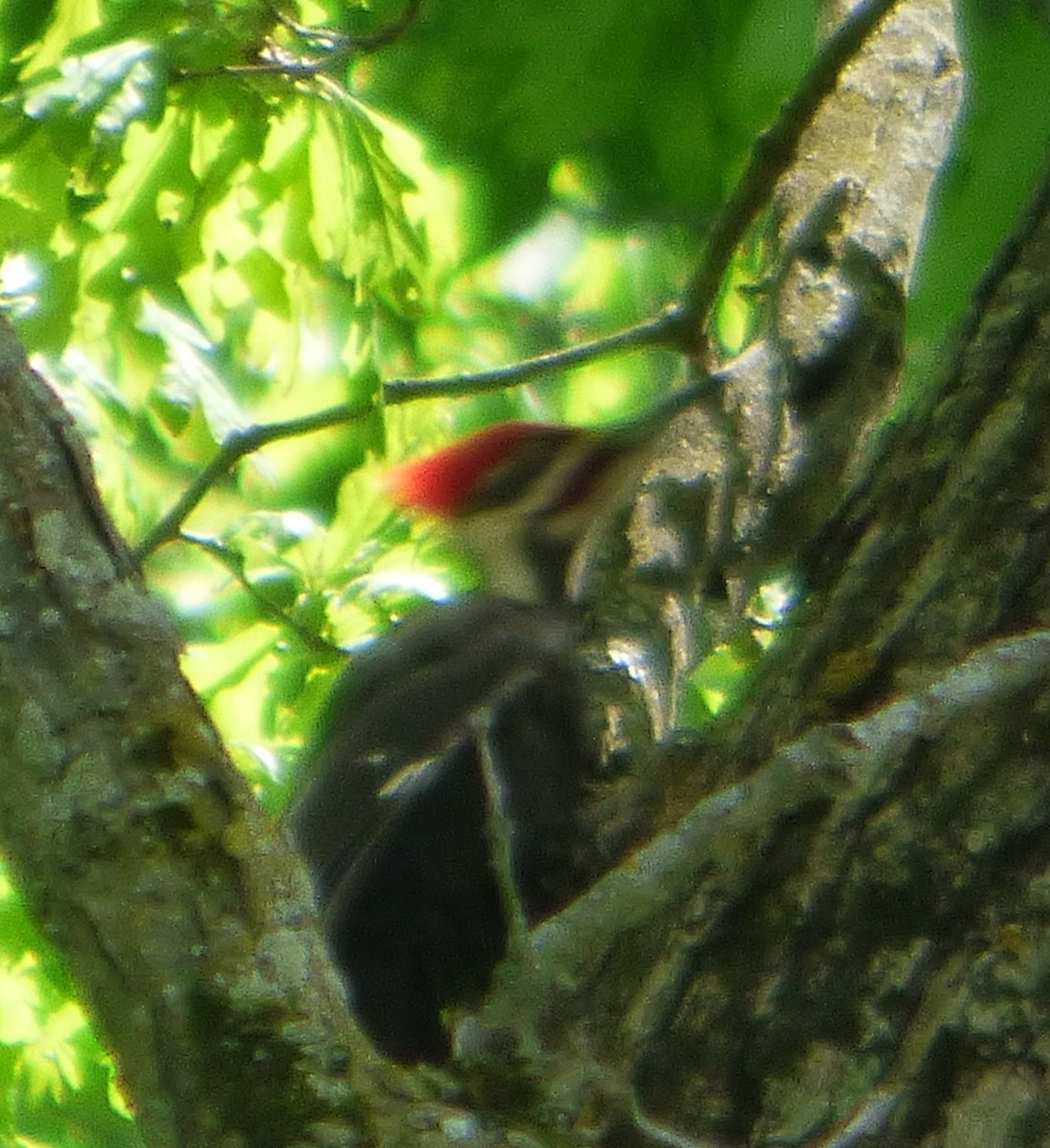 Pileated Woodpecker - ML618868530