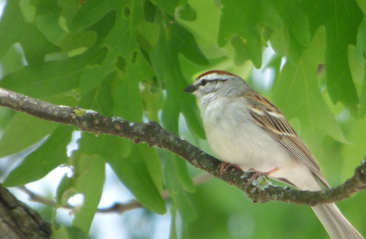 Chipping Sparrow - ML618868548