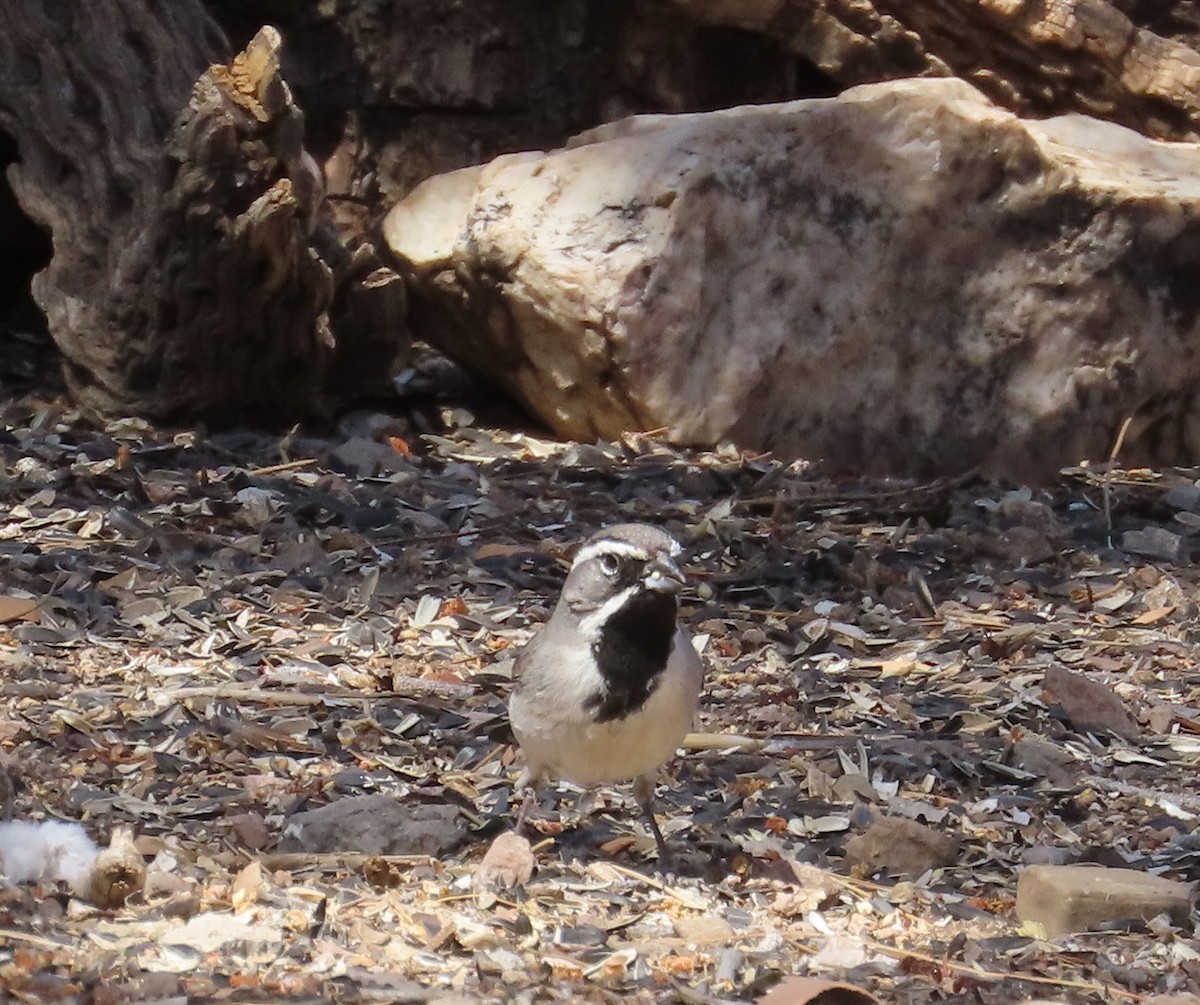 Black-throated Sparrow - ML618868639