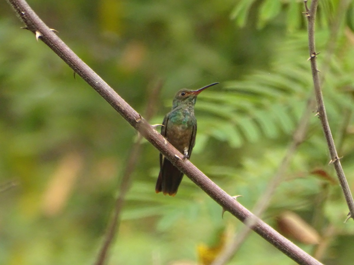 Rufous-tailed Hummingbird - ML618868642