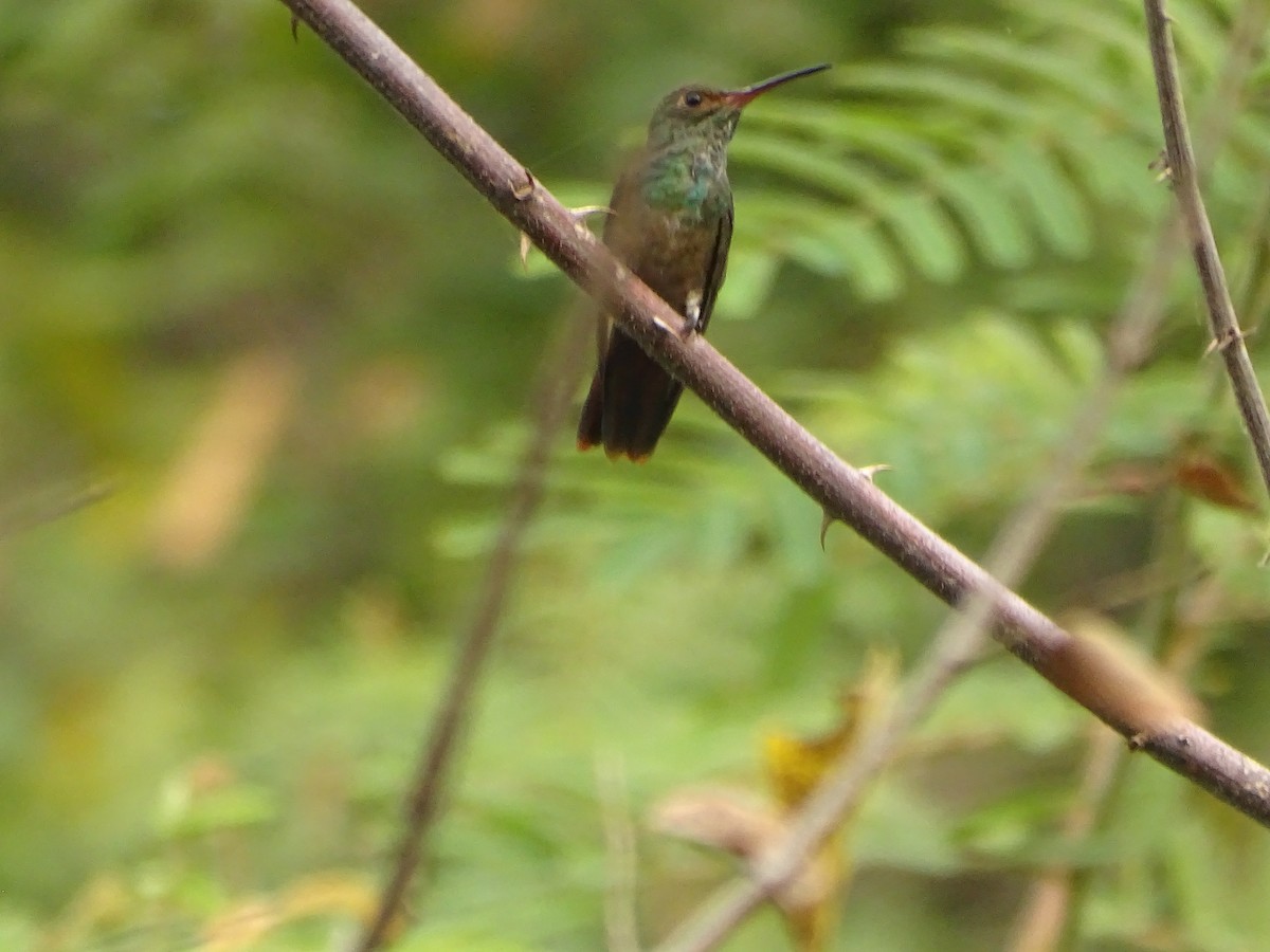 Rufous-tailed Hummingbird - ML618868643