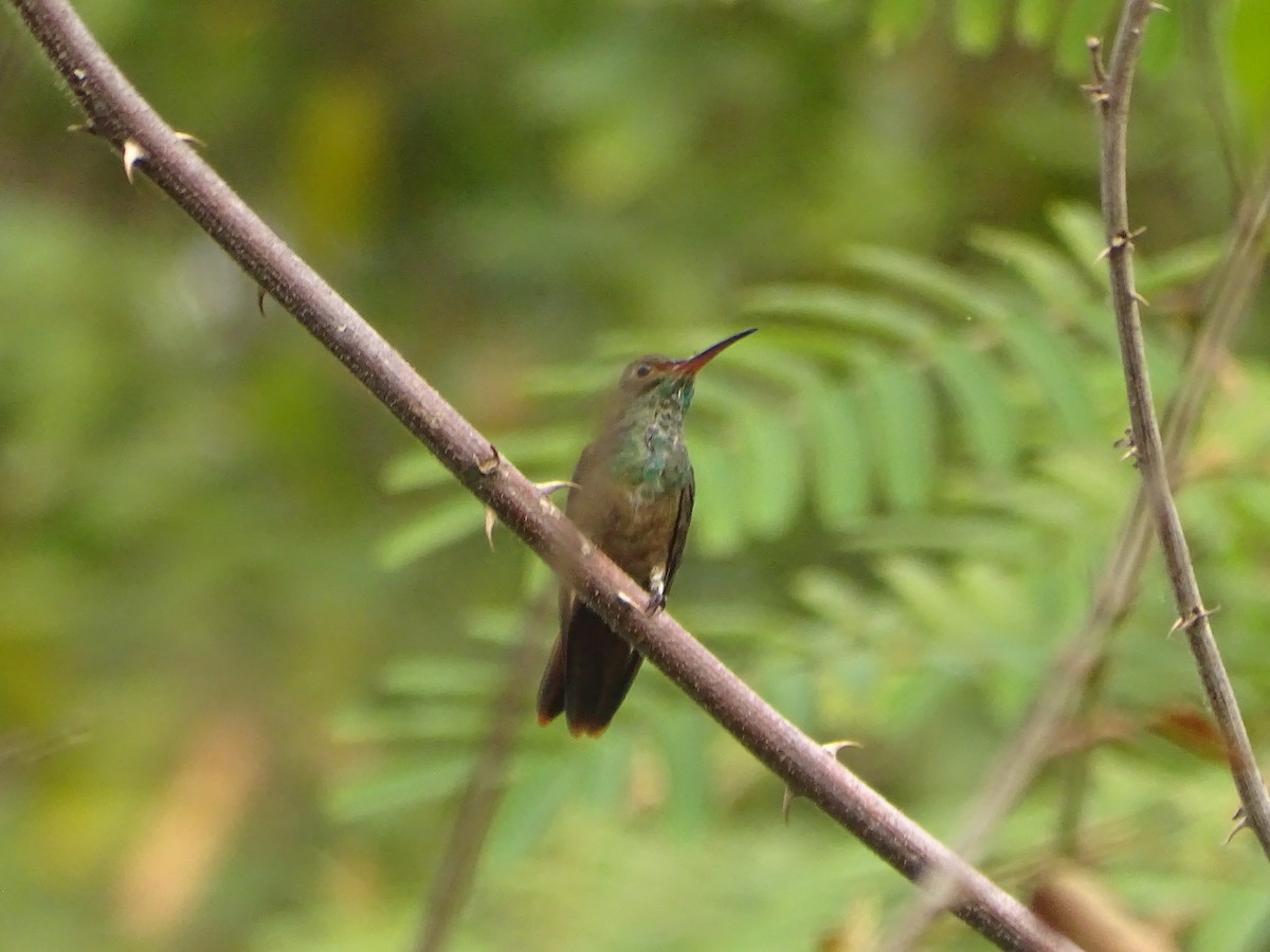 Rufous-tailed Hummingbird - Salvador Bautista