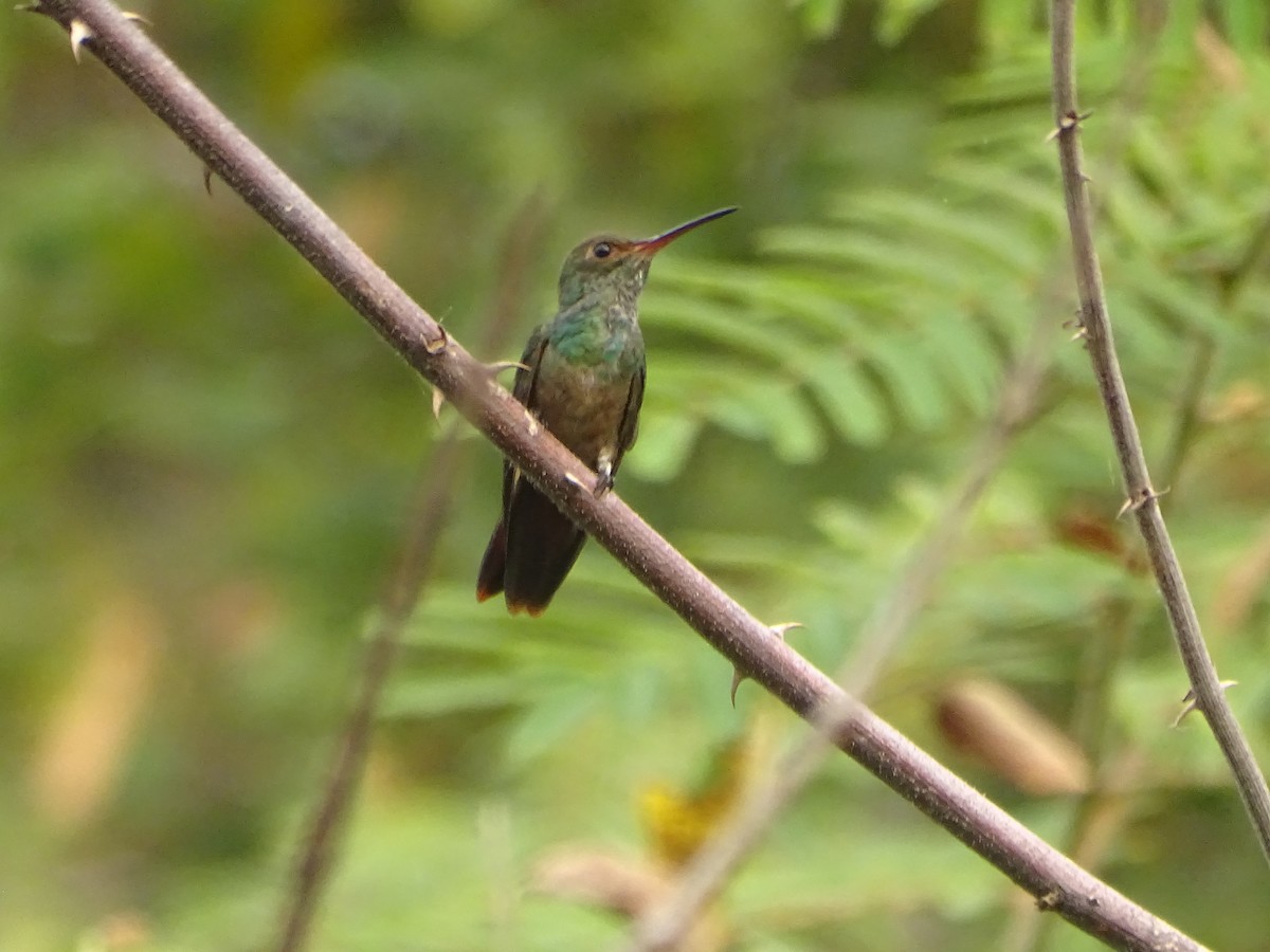 Rufous-tailed Hummingbird - ML618868645