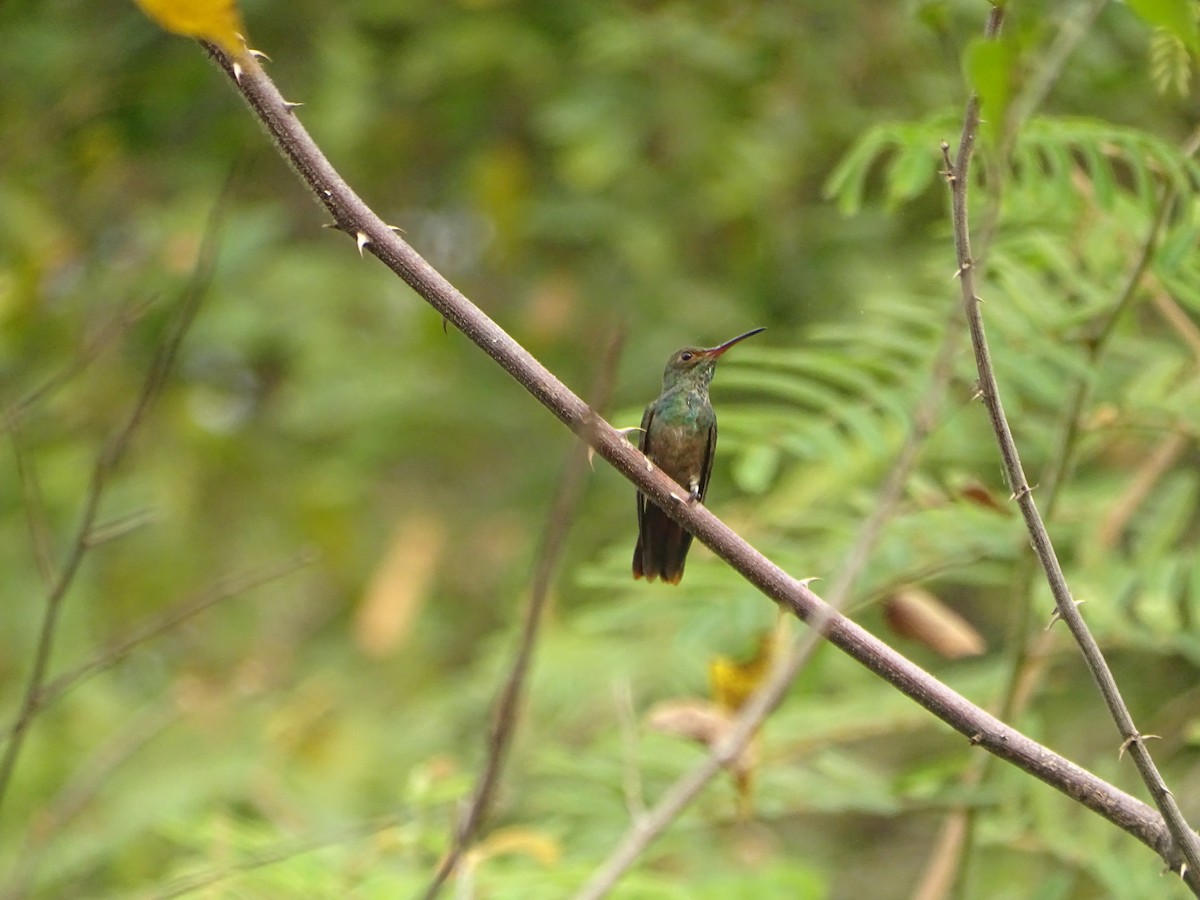 Rufous-tailed Hummingbird - ML618868647