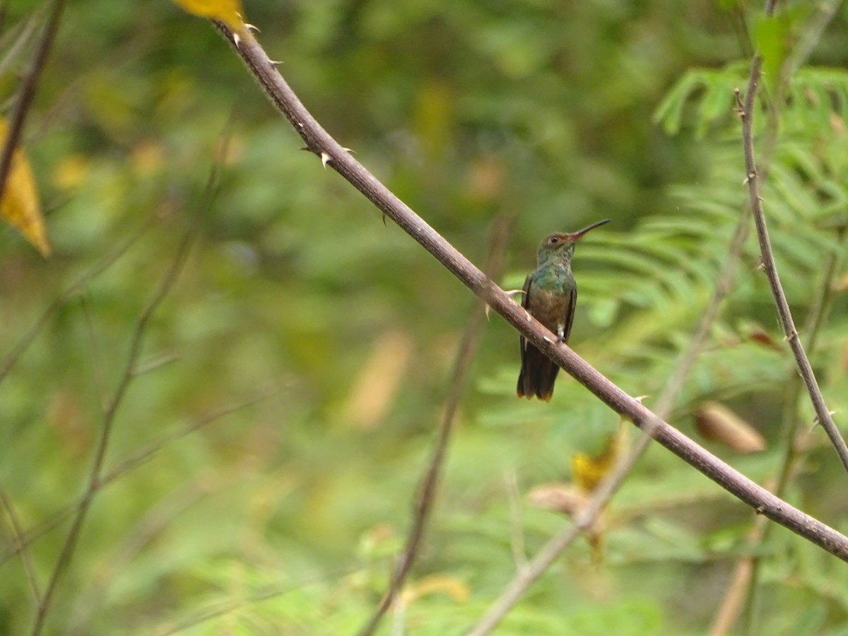 Rufous-tailed Hummingbird - ML618868648
