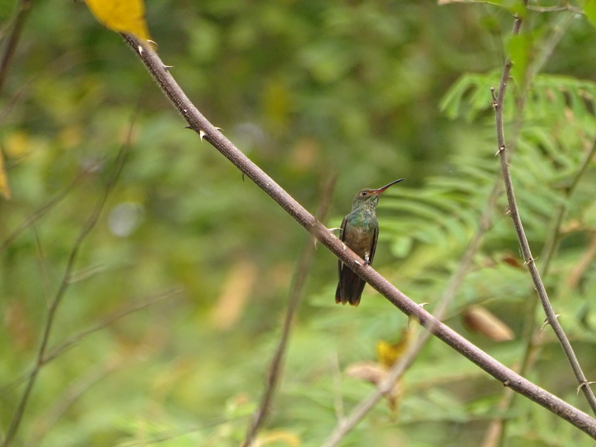Rufous-tailed Hummingbird - ML618868649