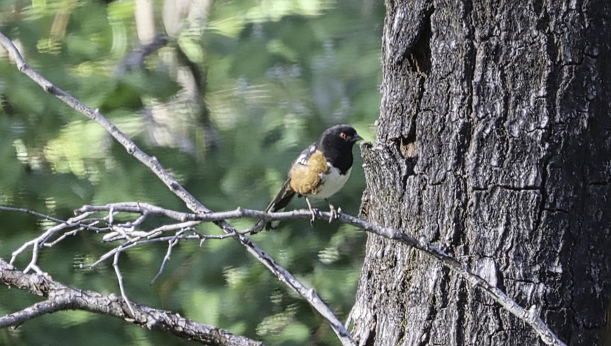 Spotted Towhee - ML618868650