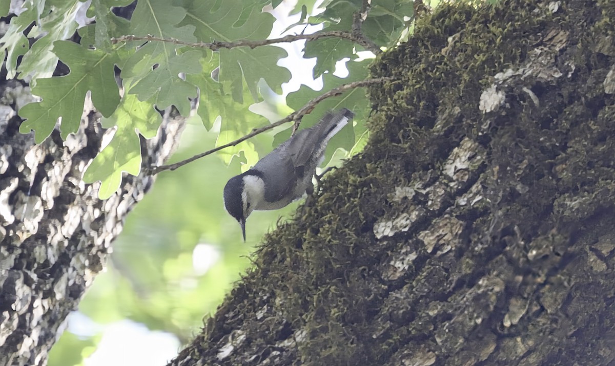 White-breasted Nuthatch - Douglas Hall