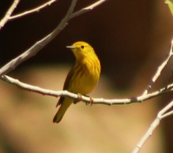 Yellow Warbler - Lee Sutton
