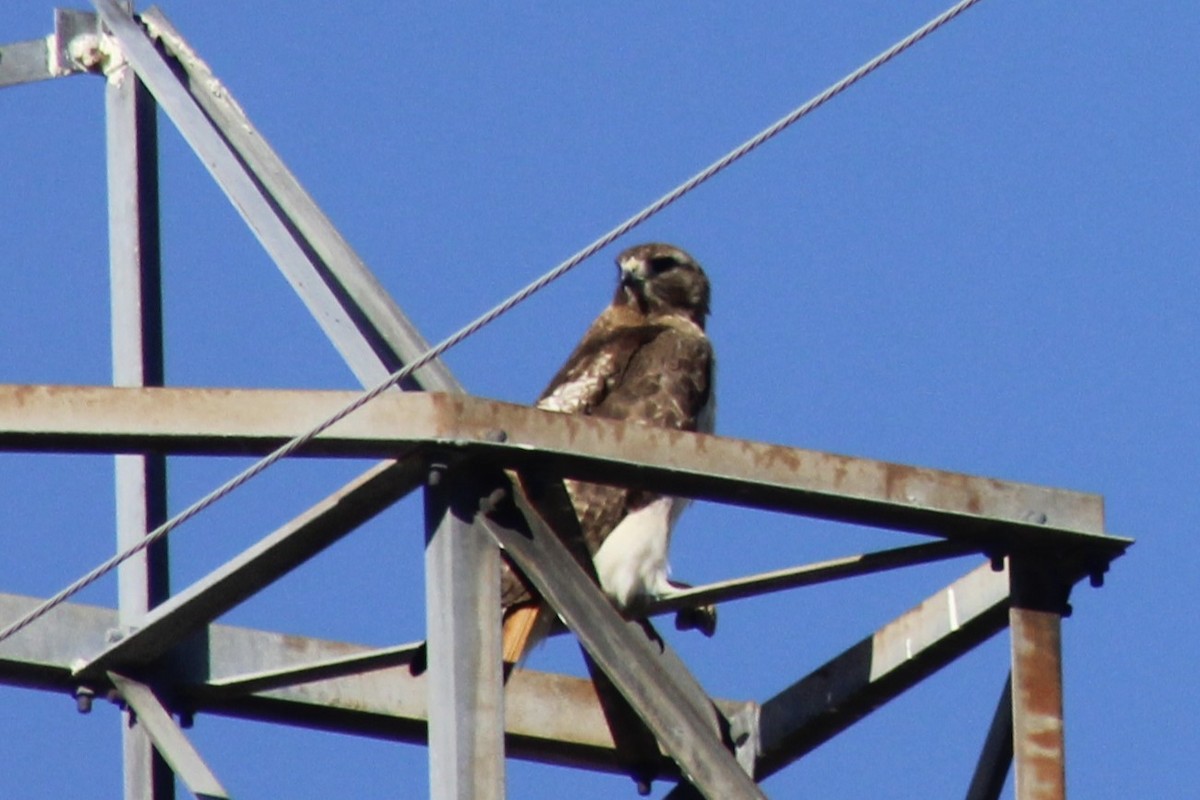 Red-tailed Hawk - ML618868794