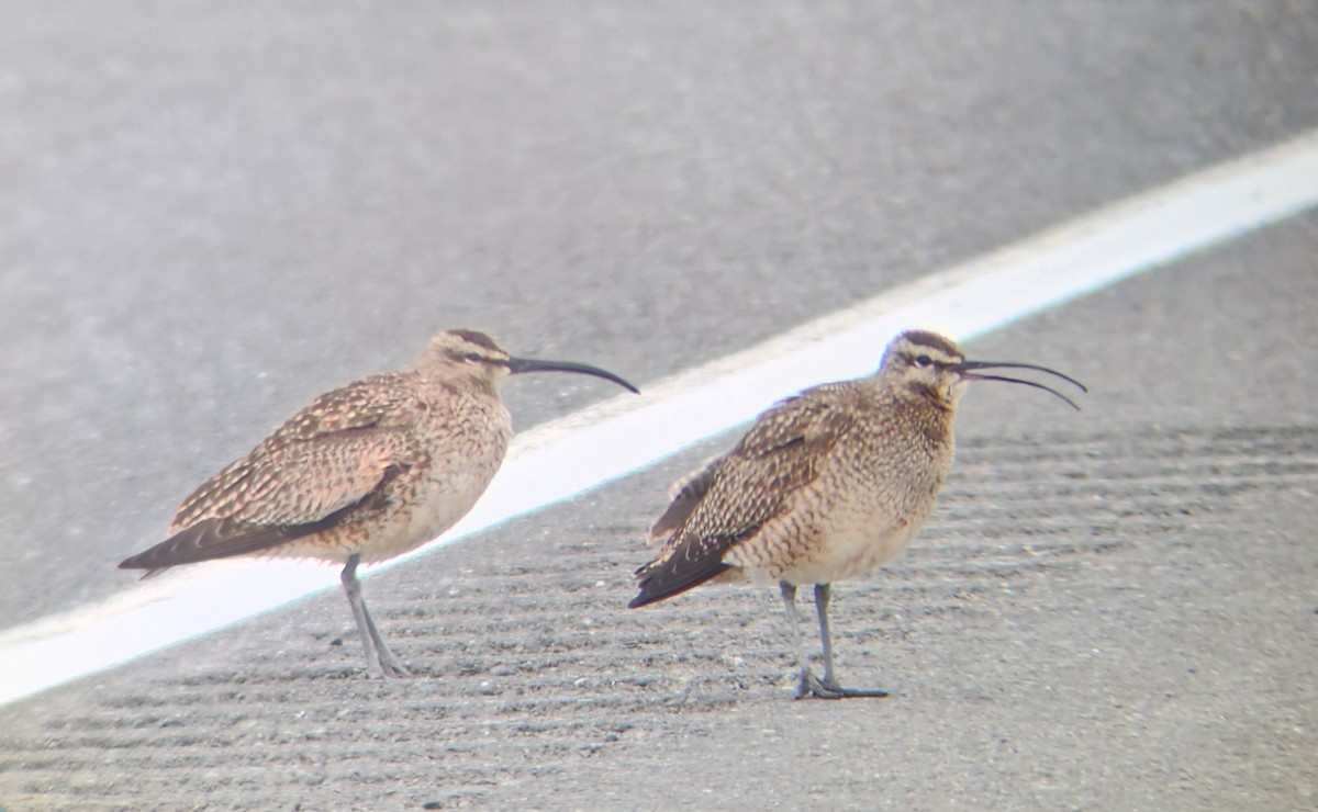 Whimbrel (Hudsonian) - Andrew Newcomb