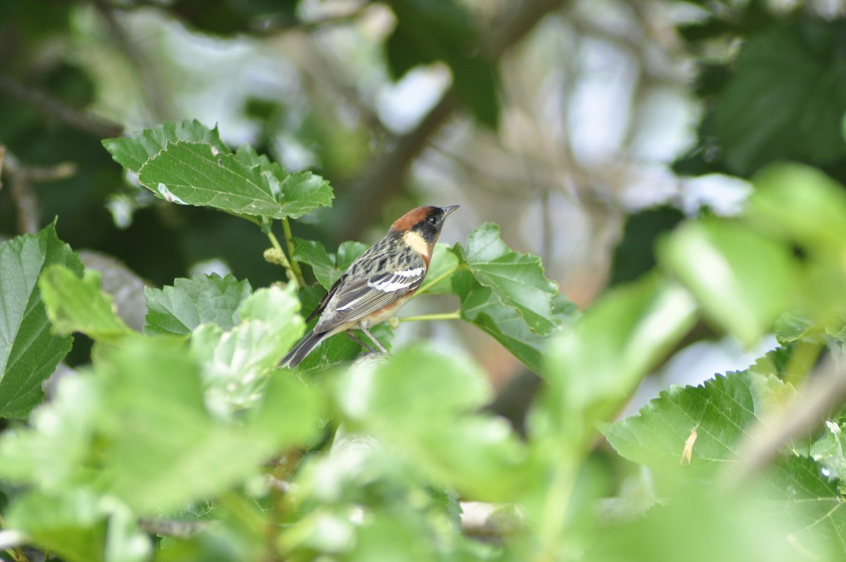 Bay-breasted Warbler - ML618868842