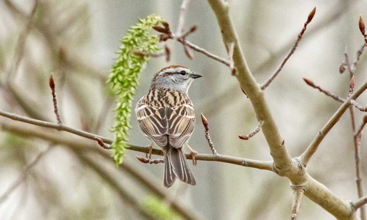Chipping Sparrow - Joel Weatherly