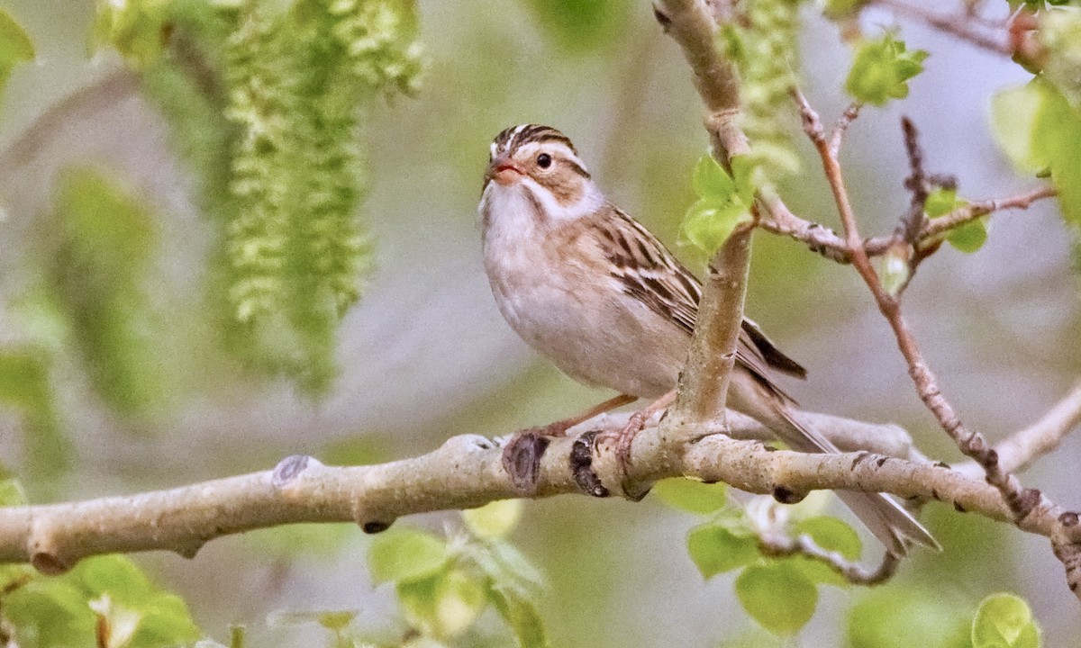 Clay-colored Sparrow - Joel Weatherly