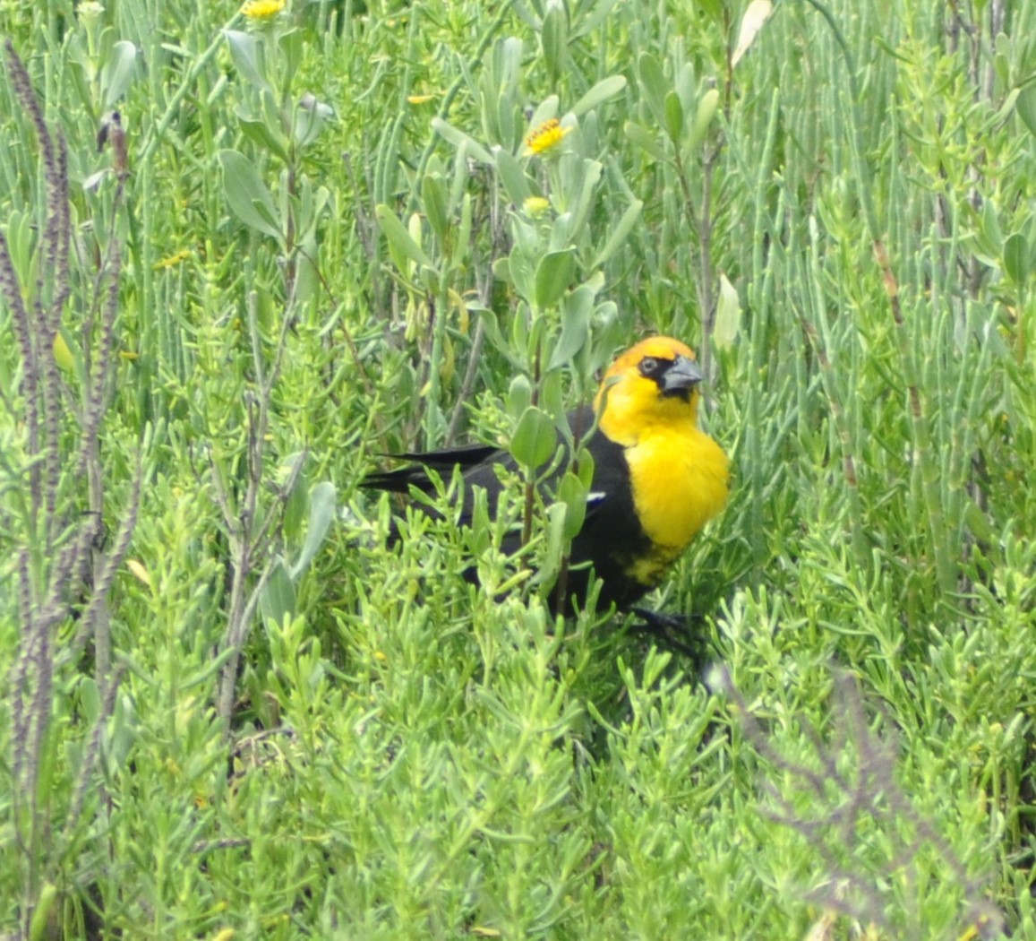 Yellow-headed Blackbird - ML618868857