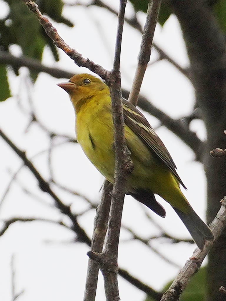 Western Tanager - ML618868858