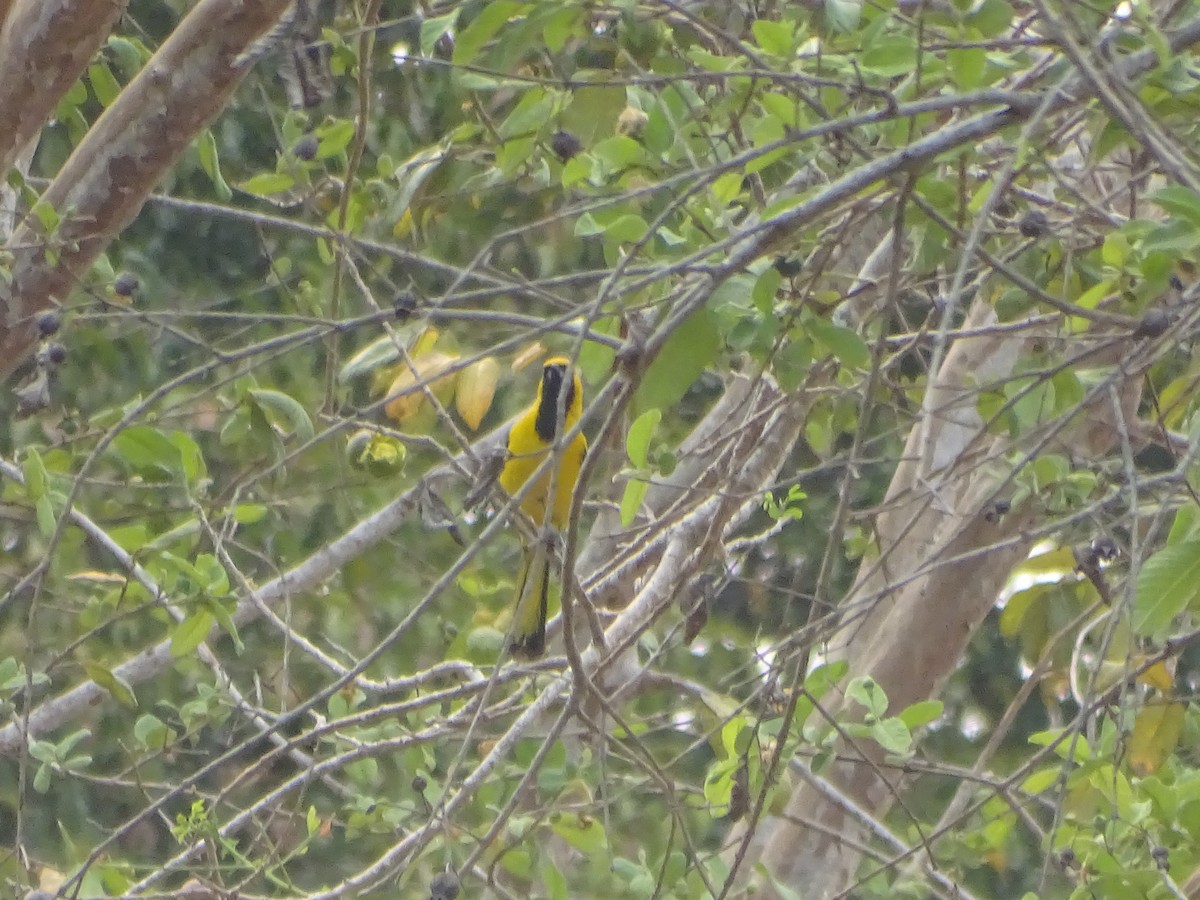 Yellow-tailed Oriole - ML618868866