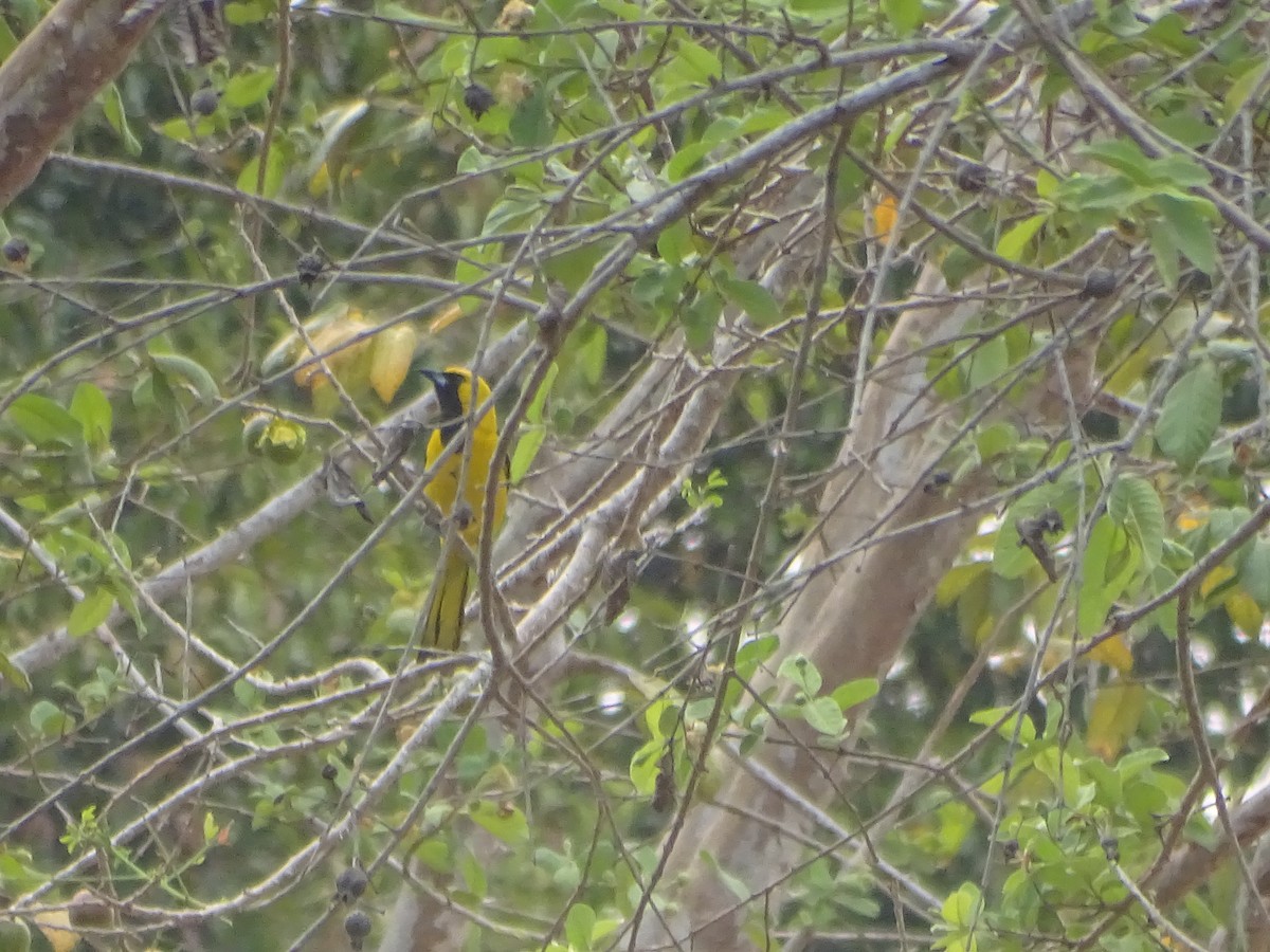 Yellow-tailed Oriole - ML618868867