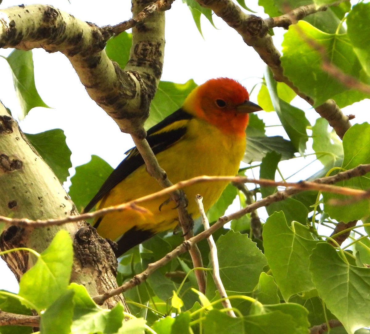 Western Tanager - ML618868875