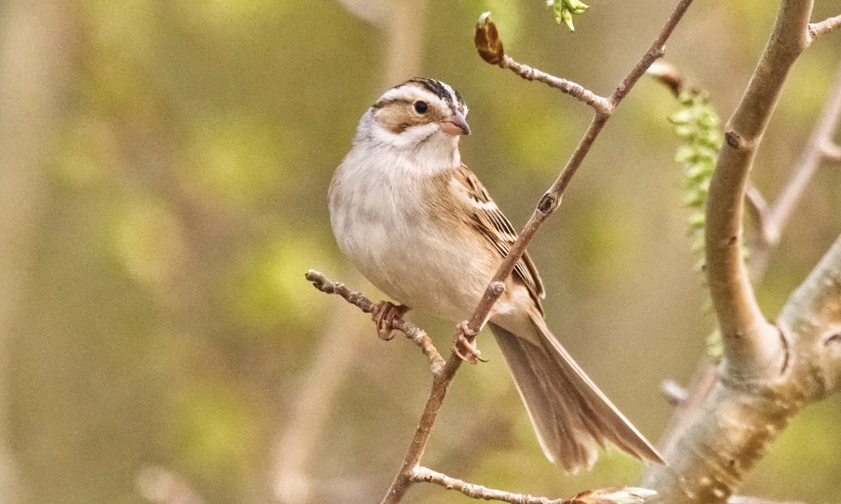 Clay-colored Sparrow - Joel Weatherly
