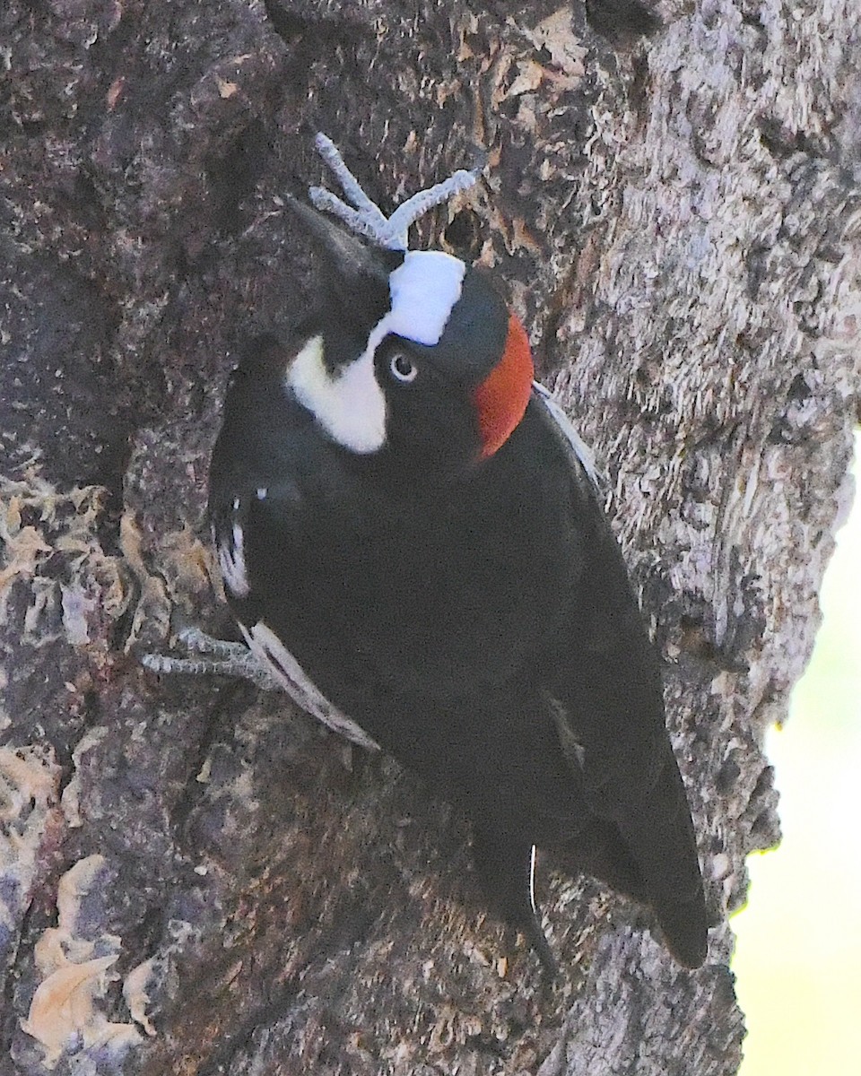 Acorn Woodpecker - Ted Wolff