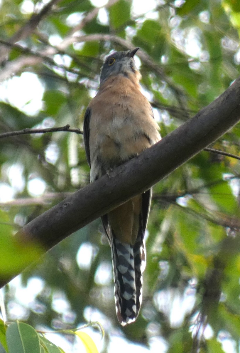Fan-tailed Cuckoo - ML618868910