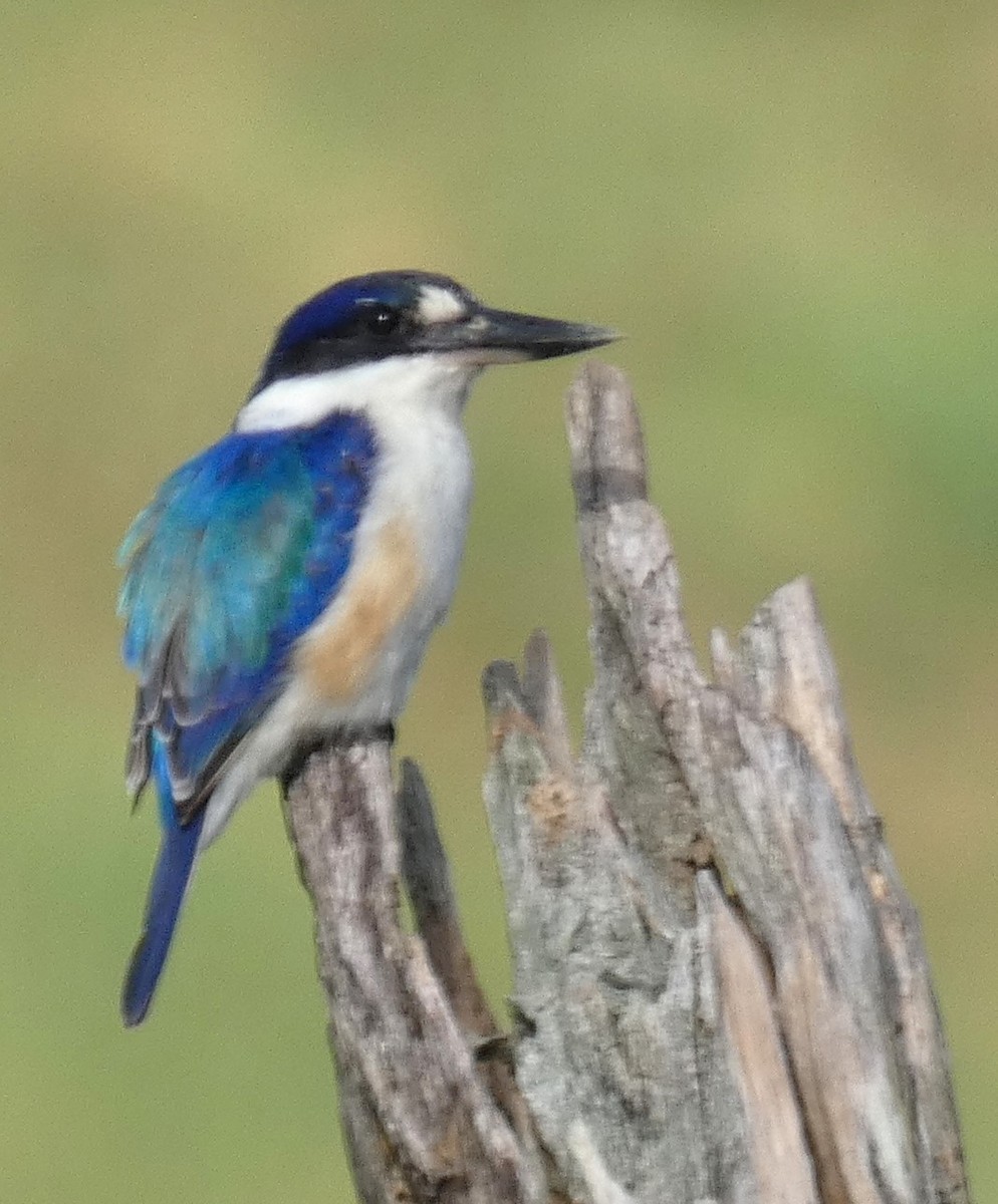 Forest Kingfisher - ML618868927